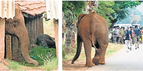 இறந்த குட்டியை காவல் காத்த தாய் யானையின் பாசப் போராட்டம்