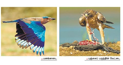 பேசும் படம்: உற்றுப் பார்த்த சிறுத்தை!