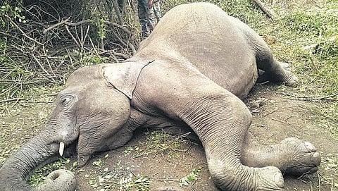 கோவை வாளையாறு அருகே ரயிலில் அடிபட்டு யானை பலி
