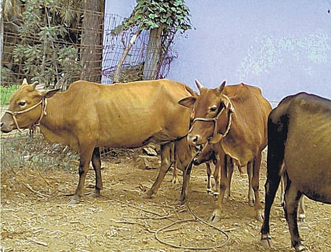 முன்னத்தி ஏர் 41: ஒன்றின் கழிவு, மற்றொன்றின் உணவு