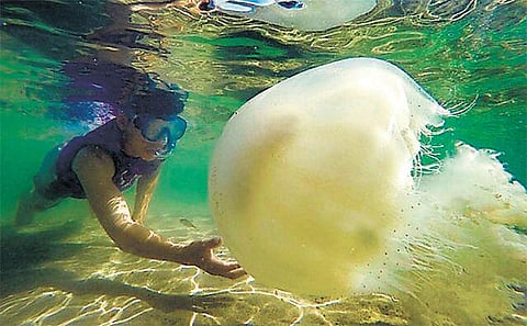 ராமேசுவரம் கடல் பகுதியில் ஜெல்லி மீன்களால் மக்களுக்கு ஆபத்து