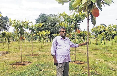 2.5 ஏக்கரில் சோலார் வேலியுடன் காடு வளர்க்கும் ஊராட்சி நிர்வாகம்: பசுமைப் பரப்பை அதிகரித்து மழைப் பொழிவைப் பெருக்கும் முயற்சி