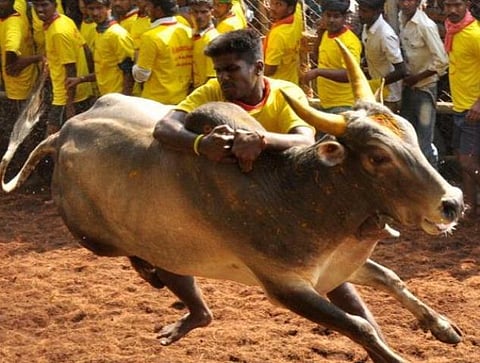 ஜல்லிக்கட்டு வழக்கில் தமிழகம் சார்பில் 500 பக்க கூடுதல் ஆவணங்கள் தாக்கல்