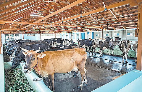 முன்னத்தி ஏர் 46: மாடுகள் தரும் மின்சாரம்