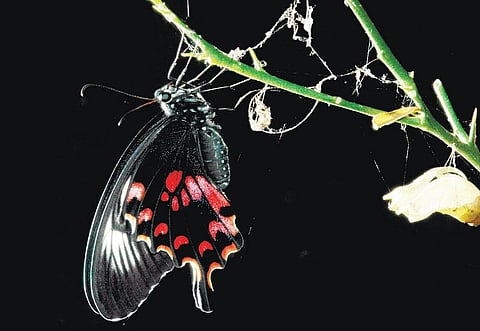 பூச்சி சூழ் உலகு 01 - கறிவேப்பிலை அழகி