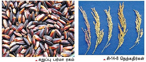 அந்தமான் விவசாயம் 02: மானாவாரி நெல்!