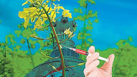மரபணுக் கடுகு: காரமும் இல்லை; சாரமும் இல்லை