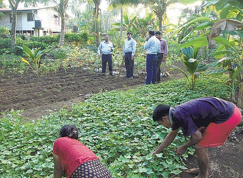 அந்தமான் விவசாயம் 03: சுனாமியிலிருந்து மீண்ட நிலங்கள்