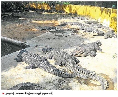 அமராவதி முதலை பண்ணை சுற்றுலா தலமாக்கப்படுமா?