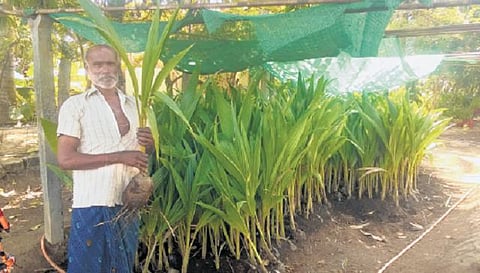 தென்னங்கன்று வளர்ப்பில் கொடிகட்டும் விவசாயி