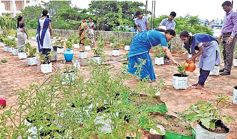 புதுச்சேரி அரசுப் பள்ளியில் மாடித் தோட்டம் அமைத்து மாணவர்கள் காய்கறி சாகுபடி