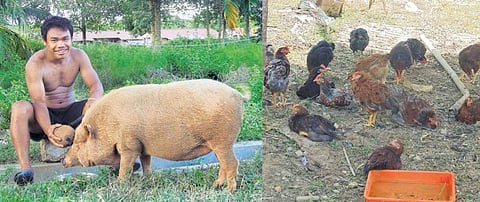 அந்தமான் விவசாயம் 09: தென்னை விருத்தியும் கூட்டுத் தோட்டங்களும்