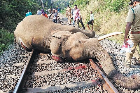 கோவை அருகே ரயில் மோதி யானை பலி: பாலக்காடு பாதையில் ஒரே ஆண்டில் 4-வது சம்பவம்