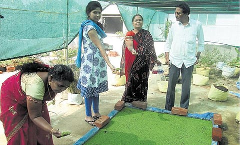 கன்னியாகுமரியில் கால்நடை பசுந்தீவனப் புரட்சி: நீலப்பச்சை பாசி தயாரிக்க 2 லட்சம் பேருக்கு பயிற்சி