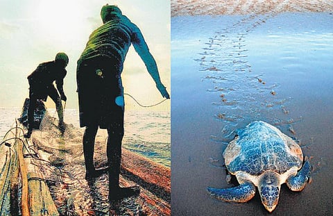 மீனவர்களைத் துரத்திவிட்டு ஆமைகளைப் பாதுகாக்க முடியுமா ?