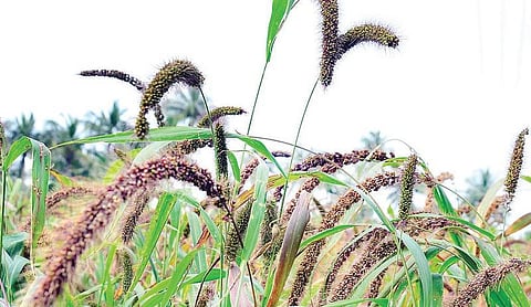 உயிர் வளர்த்தேனே 14: கம்பு, சோளம், தினையில் கலக்கலாம்