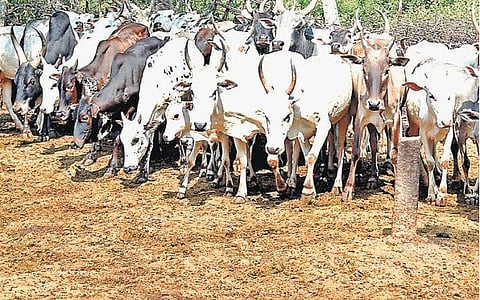 வத்தலக்குண்டு பகுதியில் தொழு மாடுகளான ஜல்லிக்கட்டு காளைகள்