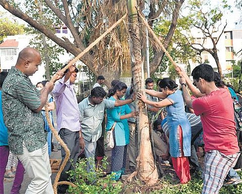 ‘தி இந்து’ குழுமம், தன்னார்வ அமைப்புகள் இணைந்து நாகேஸ்வரராவ் பூங்காவில் மரங்கள் சீரமைப்பு பணி: நூற்றுக்கும் மேற்பட்டோர் பங்கேற்பு