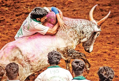 தமிழர்கள் ஜல்லிக்கட்டு நடத்த சரியான இடம் எது?