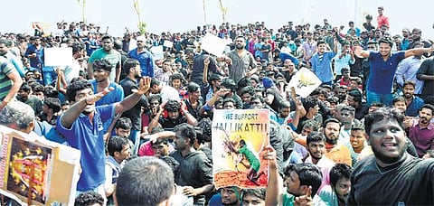 ஜல்லிக்கட்டுக்கு ஆதரவாக மெரினாவில் திரண்ட இளைஞர்கள்