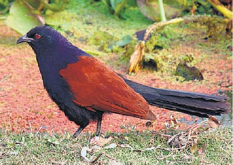 வனப் பகுதிக்கு உட்பட்ட சாலைகளில் வாகனங்களில் சிக்கி பலியாகும் ‘செம்போத்து’ பறவைகள்: மக்களுக்கு அரசு விழிப்புணர்வு ஏற்படுத்த வலியுறுத்தல்