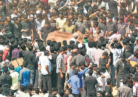 ஜல்லிக்கட்டுக்கு ஆதரவான போராட்டத்துக்கு கோவை, திருப்பூர், உதகையில் திரளும் இளைஞர்கள்: ஒரு லட்சத்துக்கும் மேற்பட்டோர் ஆர்வமுடன் பங்கேற்பு