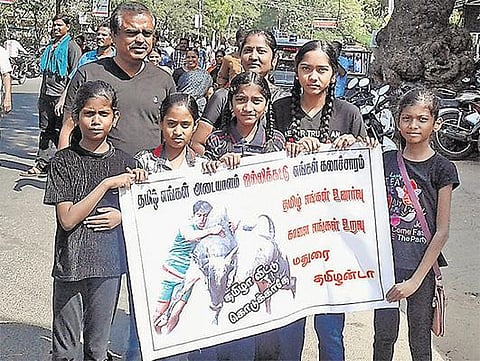 தடை முதல் சட்டம் வரை: ஜல்லிக்கட்டு போராட்டம் கடந்து வந்த பாதை