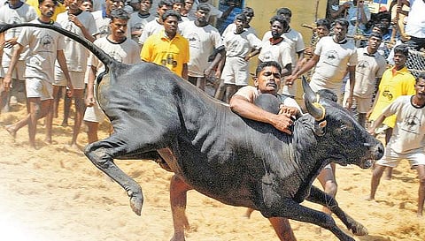 ஜல்லிக்கட்டு கலவரம் தொடர்பாக கைதான 27 இளைஞர்களுக்கு நிபந்தனை ஜாமீன்