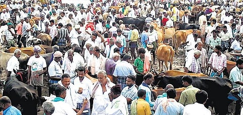 மாணவர்கள் போராட்டத்தால் கிடைத்த வரவேற்பு: காளை மாடுகள் விலை உயர்வு