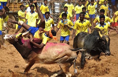ஜல்லிக்கட்டு சட்டத்துக்கு எதிரான மனுவை வாபஸ் பெற நடவடிக்கை: இந்திய பிராணிகள் நல வாரியம் தகவல்