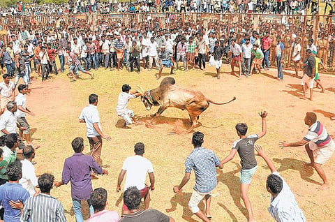 சிராவயலில் களைகட்டிய மஞ்சுவிரட்டு: காளைகளை அடக்க முயன்ற 48 பேர் காயம்