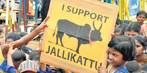 இணைய களம் | ஜல்லிக்கட்டுப் போராட்டம்: சில புரிதல்கள்