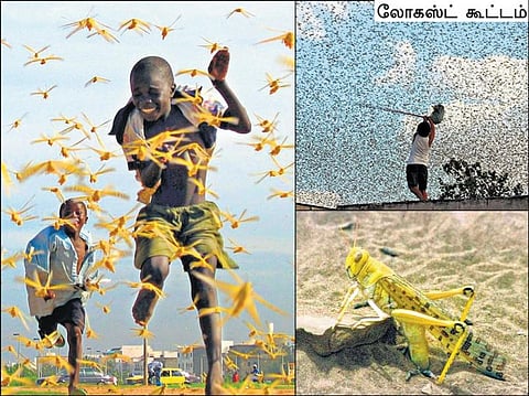 காரணம் ஆயிரம்: உலகம் சுற்றும் வெட்டுக்கிளி
