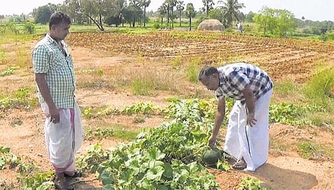 அமெரிக்க வேலையைத் துறந்து இயற்கை வேளாண்மை