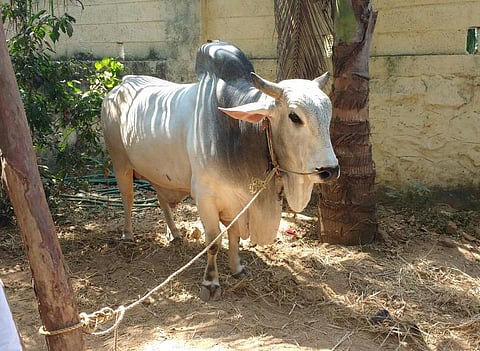 முதல்வர் ஓபிஎஸ் வளர்க்கும் காங்கேயம் காளை