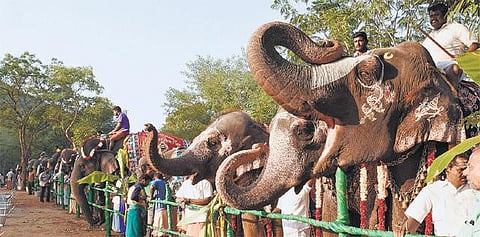 கோவை தேக்கம்பட்டியில் யானைகள் நலவாழ்வு முகாம் தொடங்கியது: தமிழகம், புதுச்சேரியில் இருந்து 34 யானைகள் பங்கேற்பு