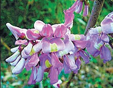 அந்தமான் விவசாயம் 20: இயற்கை வேலி வளர்ப்பு முறை