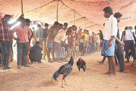 தஞ்சாவூர் அருகே விளாரில் சேவல் சண்டை போட்டி: 1,500 சேவல்கள் பங்கேற்பு