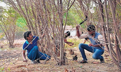 அரசு இடங்களிலும் சீமைக் கருவேல மரங்களை அகற்ற வேண்டும்: குழு அமைத்து நடவடிக்கை எடுக்க கோரிக்கை