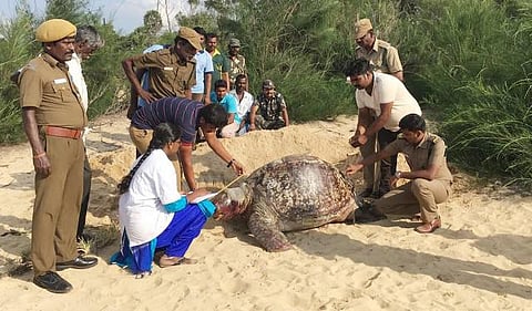 ராமேசுவரம் அருகே கரை ஒதுங்கிய அரியவகை 125 வயது தோணி ஆமை