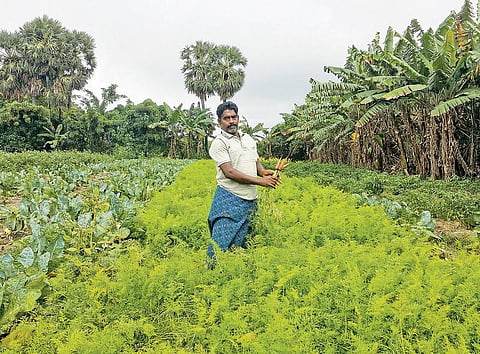 காவிரி டெல்டாவில் மலைப் பிரதேசக் காய்கறிகள்: மாற்றத்துக்கு வித்திட்ட முன்னோடி விவசாயி