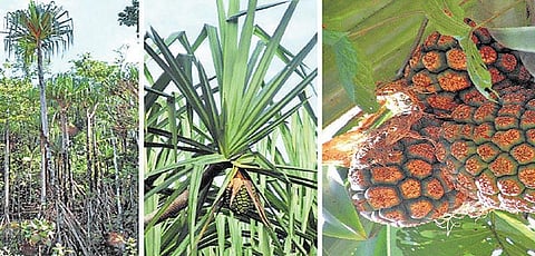 அந்தமான் விவசாயம் 24: ஆதிகுடிகளின் பரம்பரை அறிவியல்