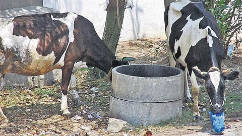 பாலிதீன் பைகளை உண்ணும் கால்நடைகள்