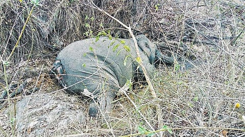 முதுமலைப் பகுதியில் மேலும் ஒரு யானை உயிரிழப்பு