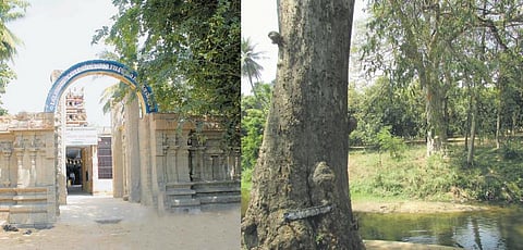 ஆலயம் ஆயிரம்: பன்றிக்குட்டிகளுக்கு இரங்கிய முருகன்