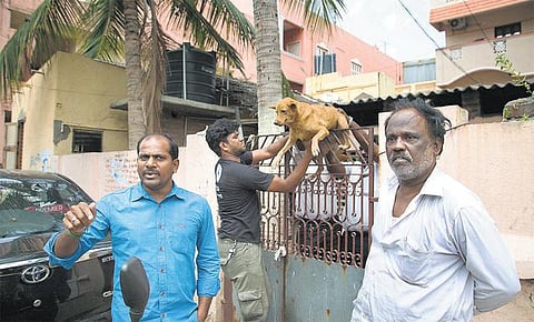 சென்னை சூளைமேட்டில் சீல் வைக்கப்பட்ட வீட்டில் 20 நாட்களாக உணவு, தண்ணீர் இல்லாமல் காய்ச்சலுடன் அவதிப்பட்ட 3 நாய்கள் மீட்பு