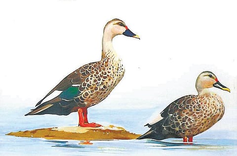 ஊர்ப்புறப் பறவை கணக்கெடுப்பு தமிழகத்தில் 343 பறவையினங்கள்