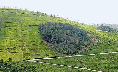 வறட்சியை எதிர்கொள்ள வழிகளா இல்லை?