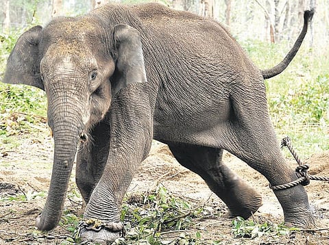 ‘ஜம்போ’வாக மாறிய அய்யாசாமி! - சாடிவயல் முகாமில் சர்ச்சைக்குள்ளாகும் குட்டி யானை