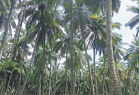 அந்தமான் விவசாயம் 26: 900 மி.லி. இளநீர் தரும் அந்தமான் தென்னை